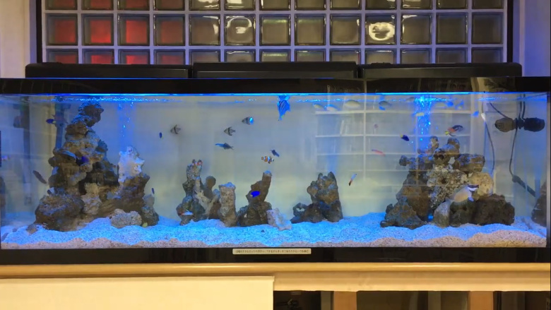 180cm海水魚水槽動画